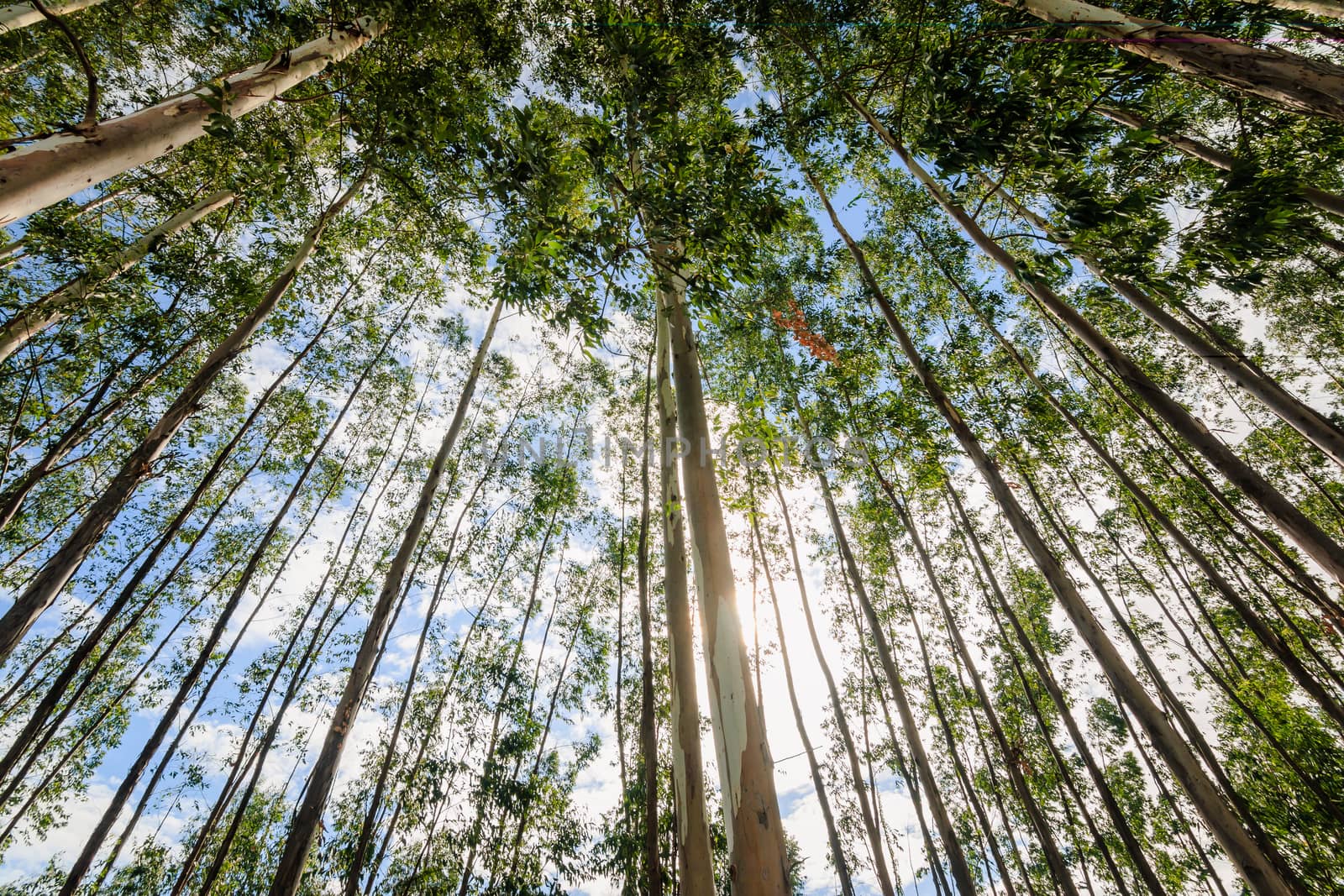 Eucalyptus tree against sky