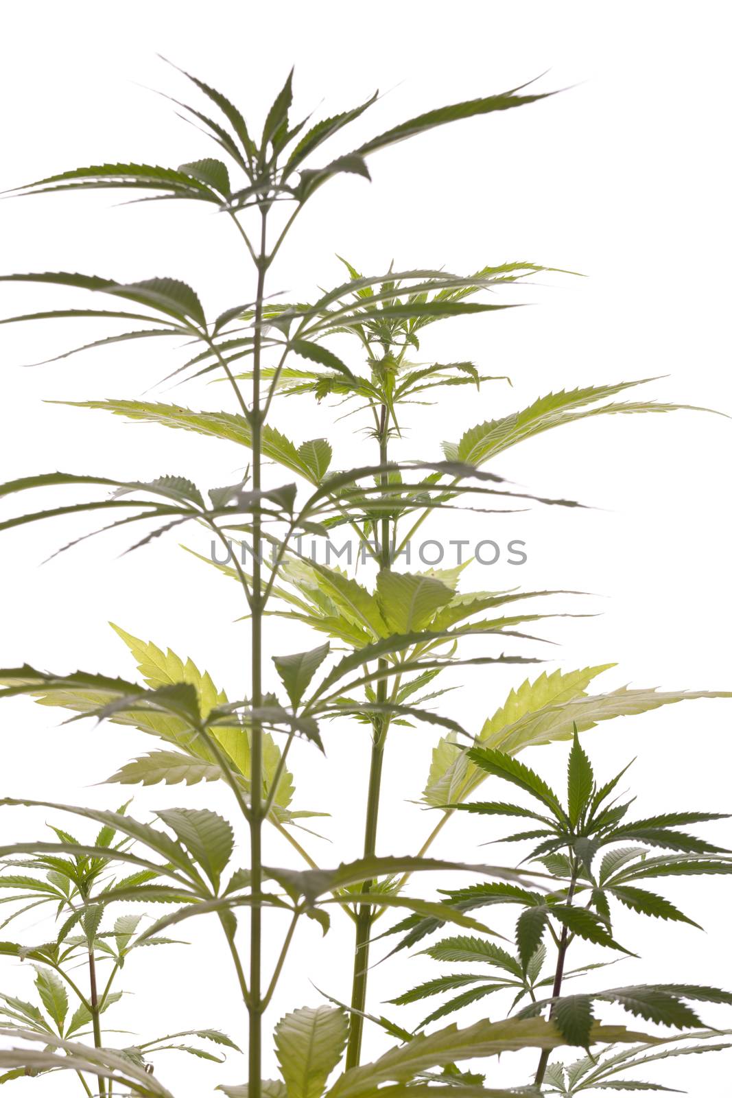Close up Fresh Cannabis or Marijuana Plant Leaves for Psychoactive Drug or Medicine, Isolated on White Background