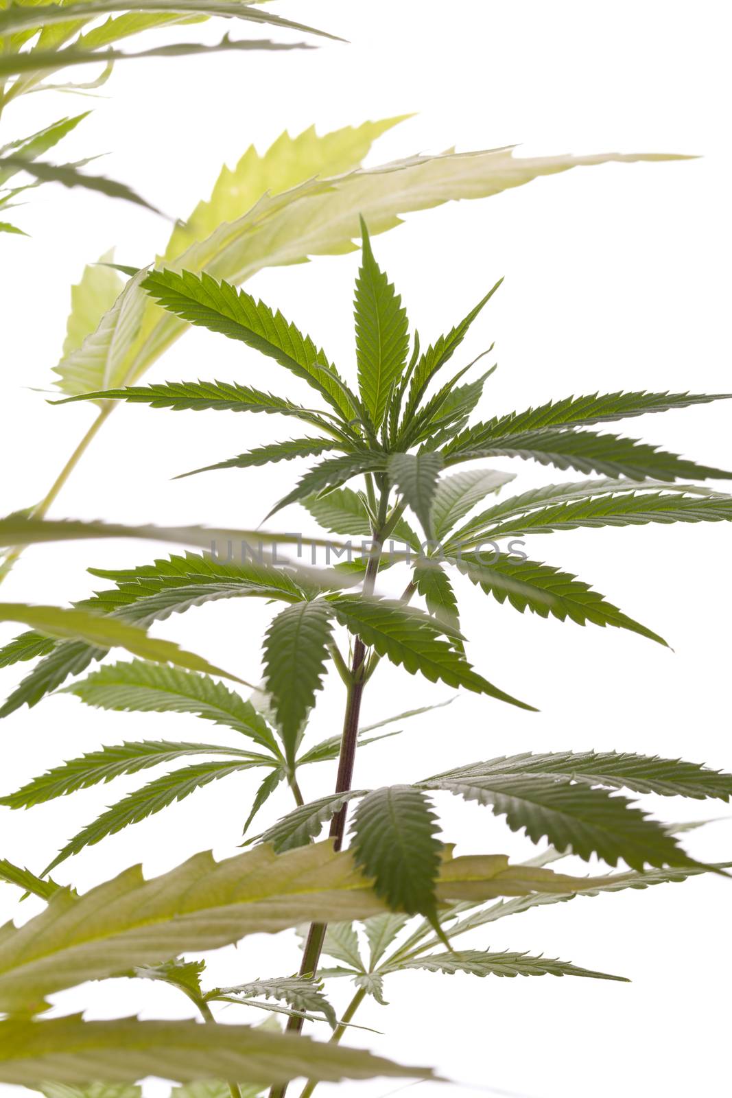 Fresh Marijuana Plant Leaves on White Background by juniart