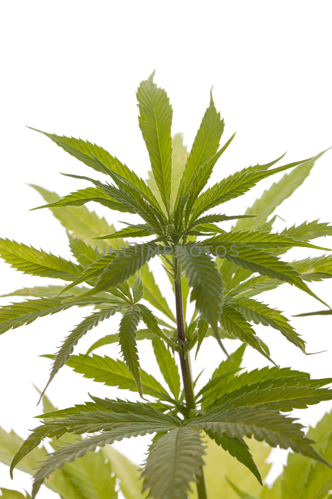 Fresh Marijuana Plant Leaves on White Background by juniart