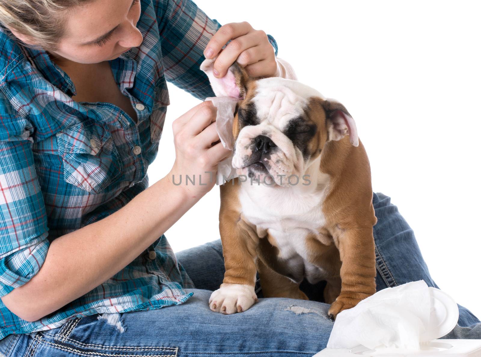 dog grooming by willeecole123