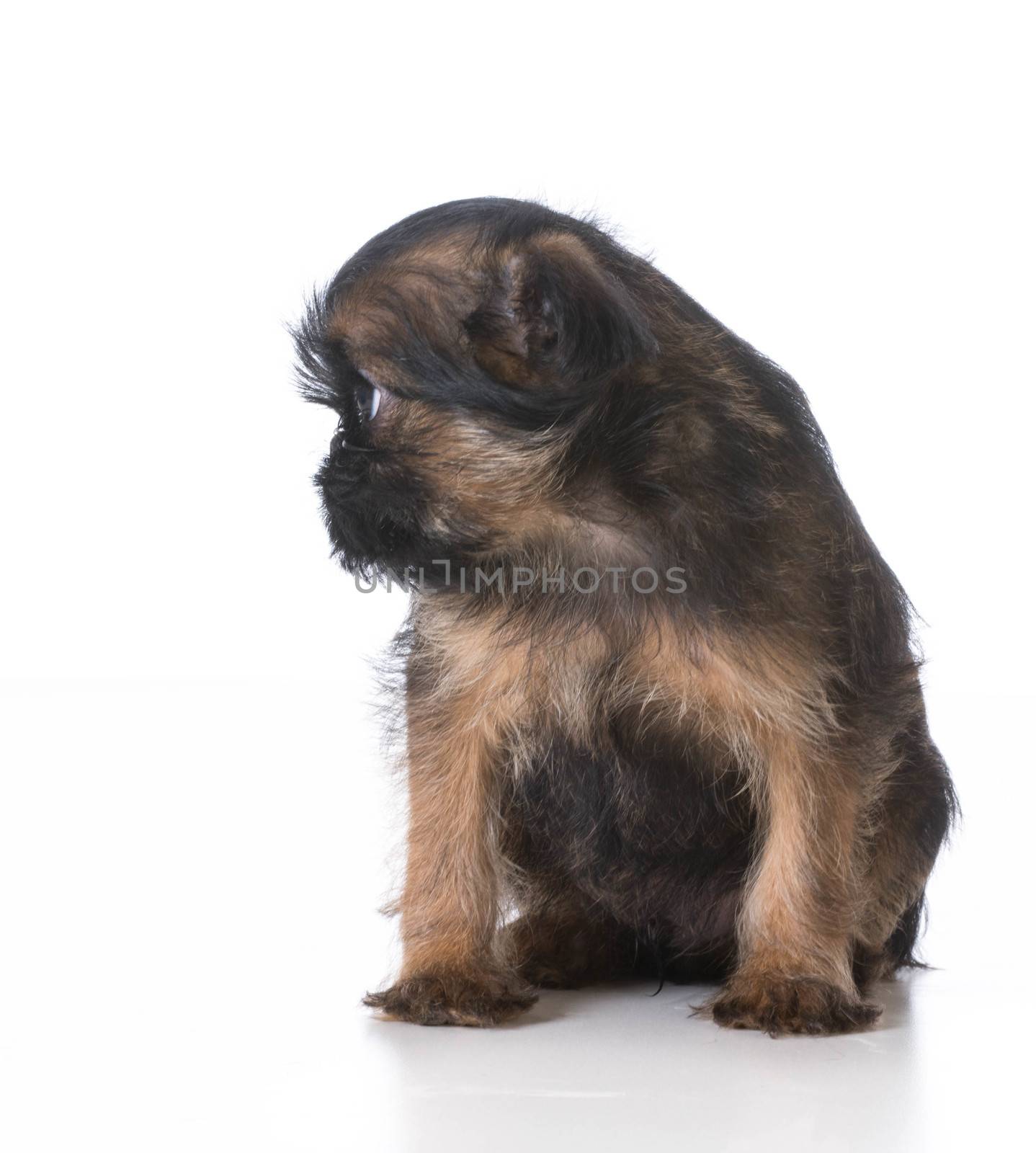 sad looking puppy sitting on white background - brussels griffon