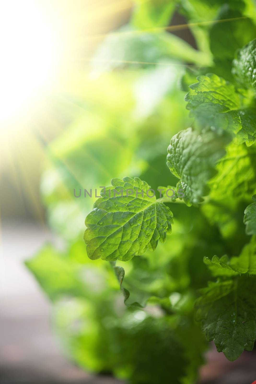 Green fresh melissa leaves close up