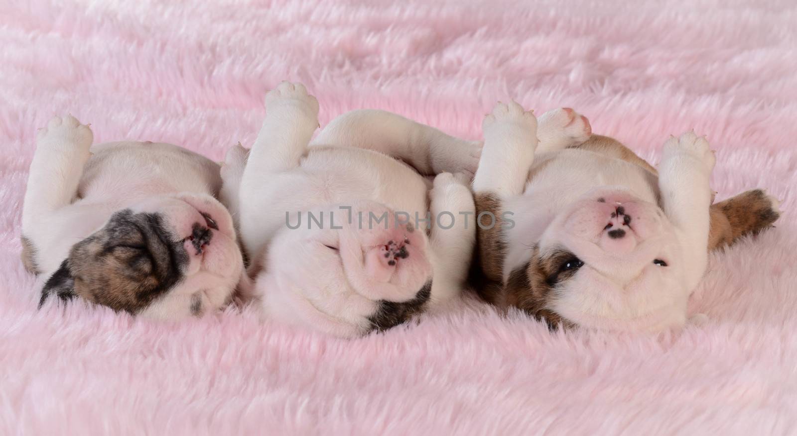 sleeping puppies - three bulldog puppies in a row on pink background - three weeks old