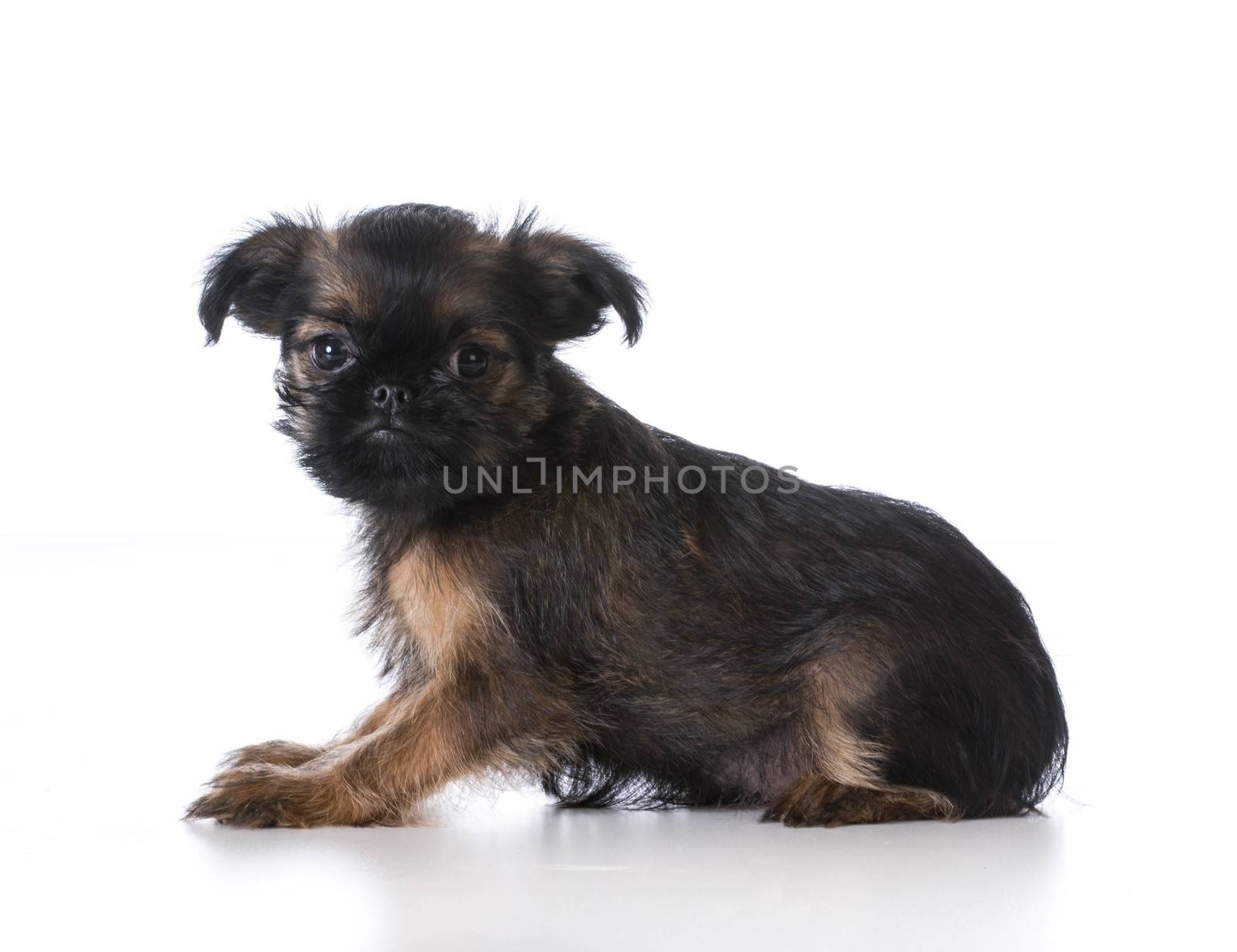 brussels griffon puppy by willeecole123