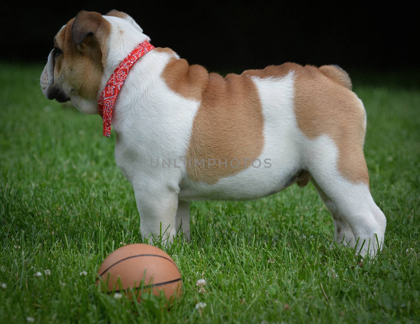dog playing with a ball outdoors in the park - bulldog