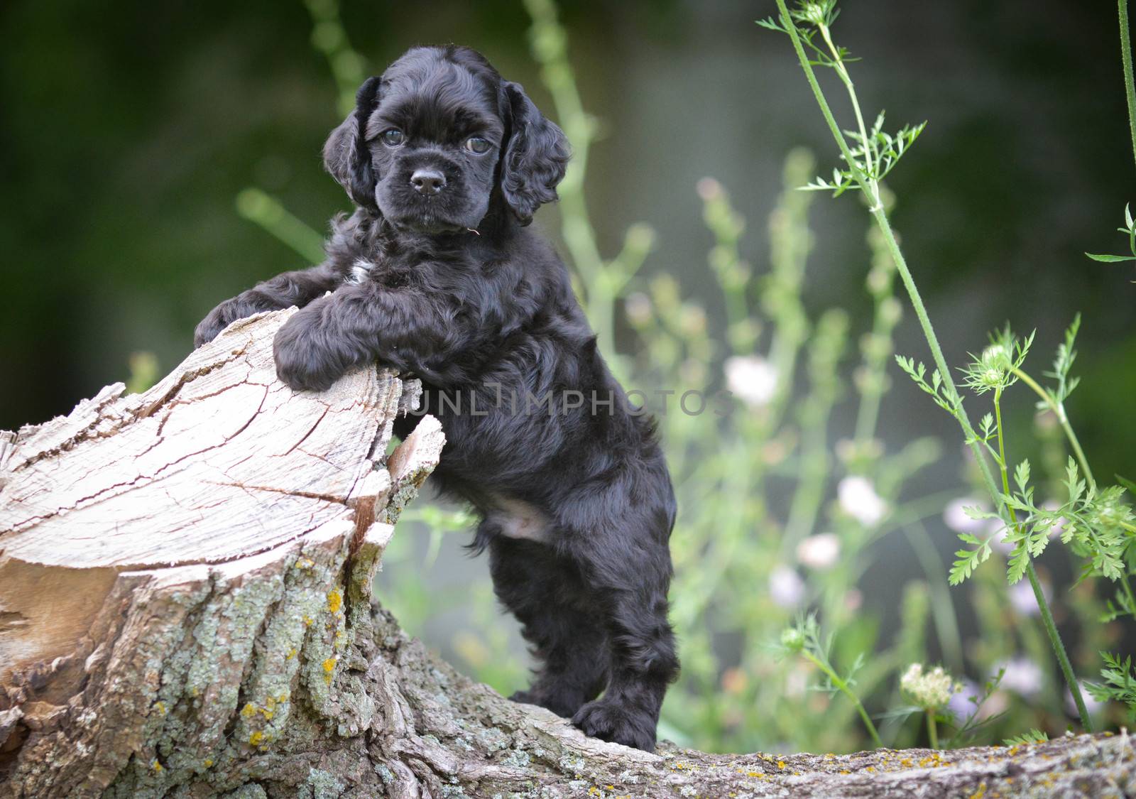 cocker spaniel puppy outdoors - 7 weeks old