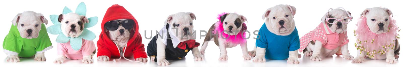 litter of bulldog puppies dressed up in costumes - 8 weeks old