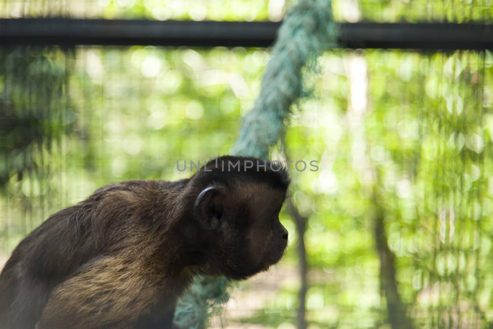 Monkeys in a cage wait when feed them