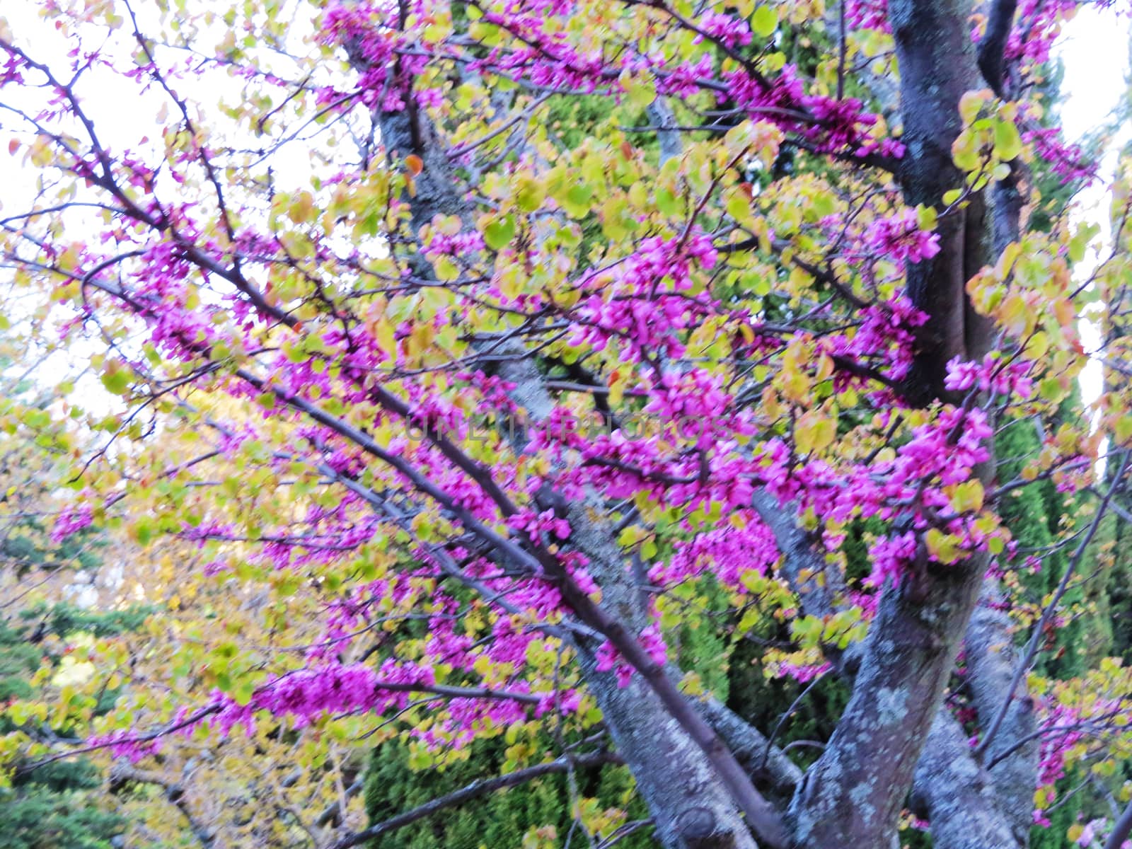 Spring flowers in green park early in the morning                               