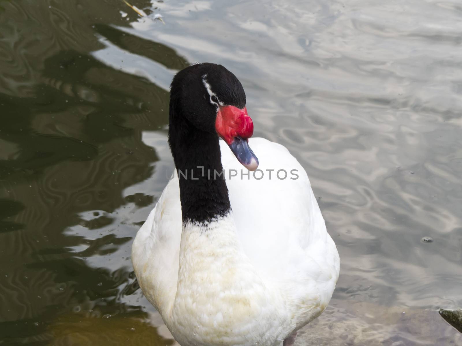 Swans in a pond float and look for a forage