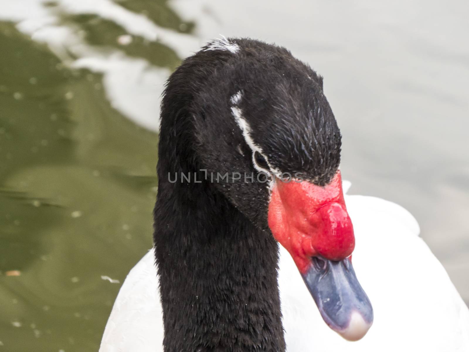 Swans in a pond float and look for a forage