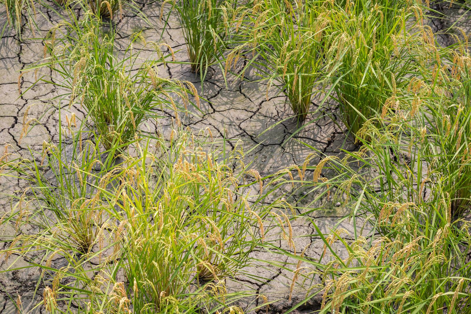 Mature rice plants growing in dry cracked dirt.