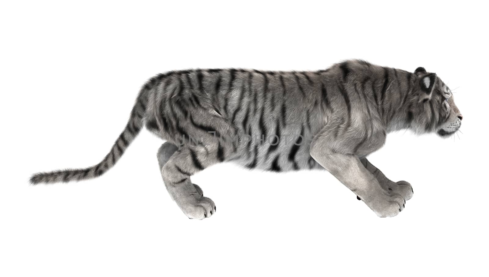 3D digital render of a white tiger hunting isolated on white background