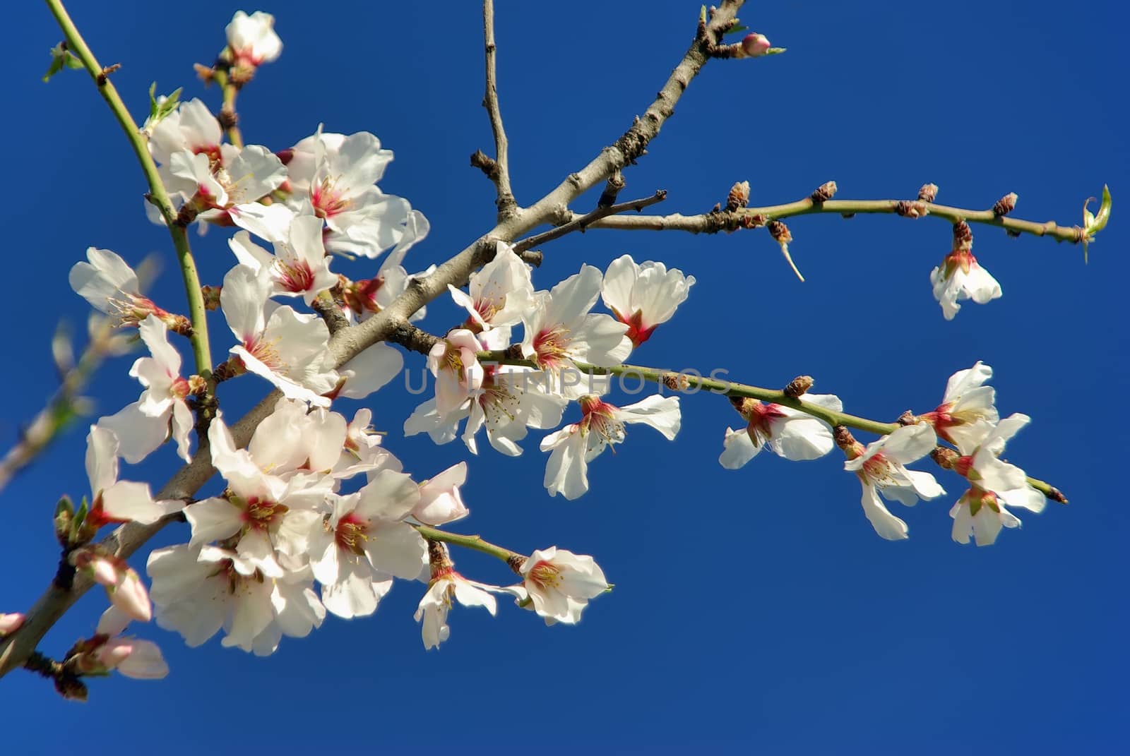 Typical White Almond Flowers at winter in Majorca