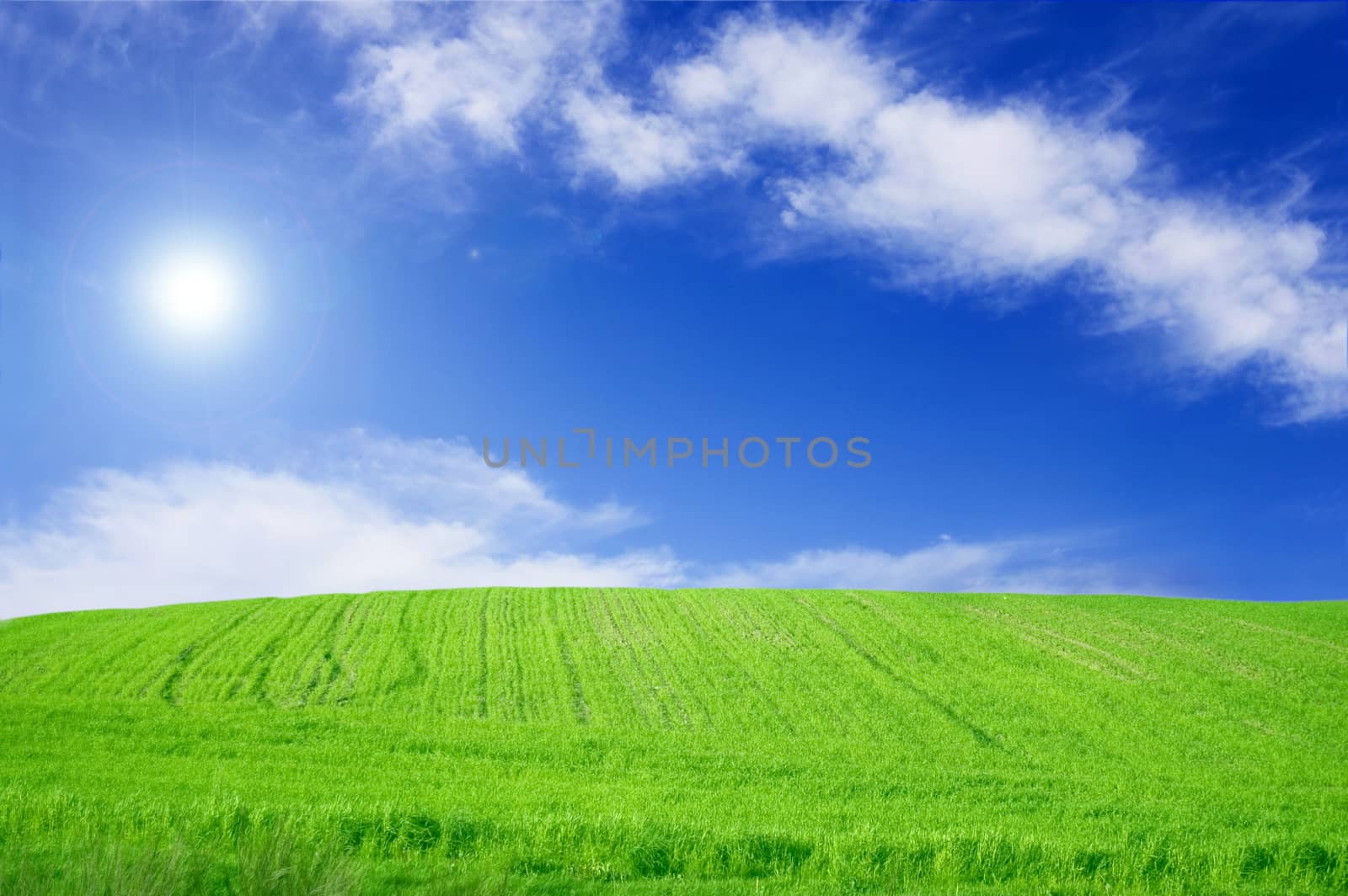 Green field and blue sky conceptual image. Picture of green field and sky in summer.