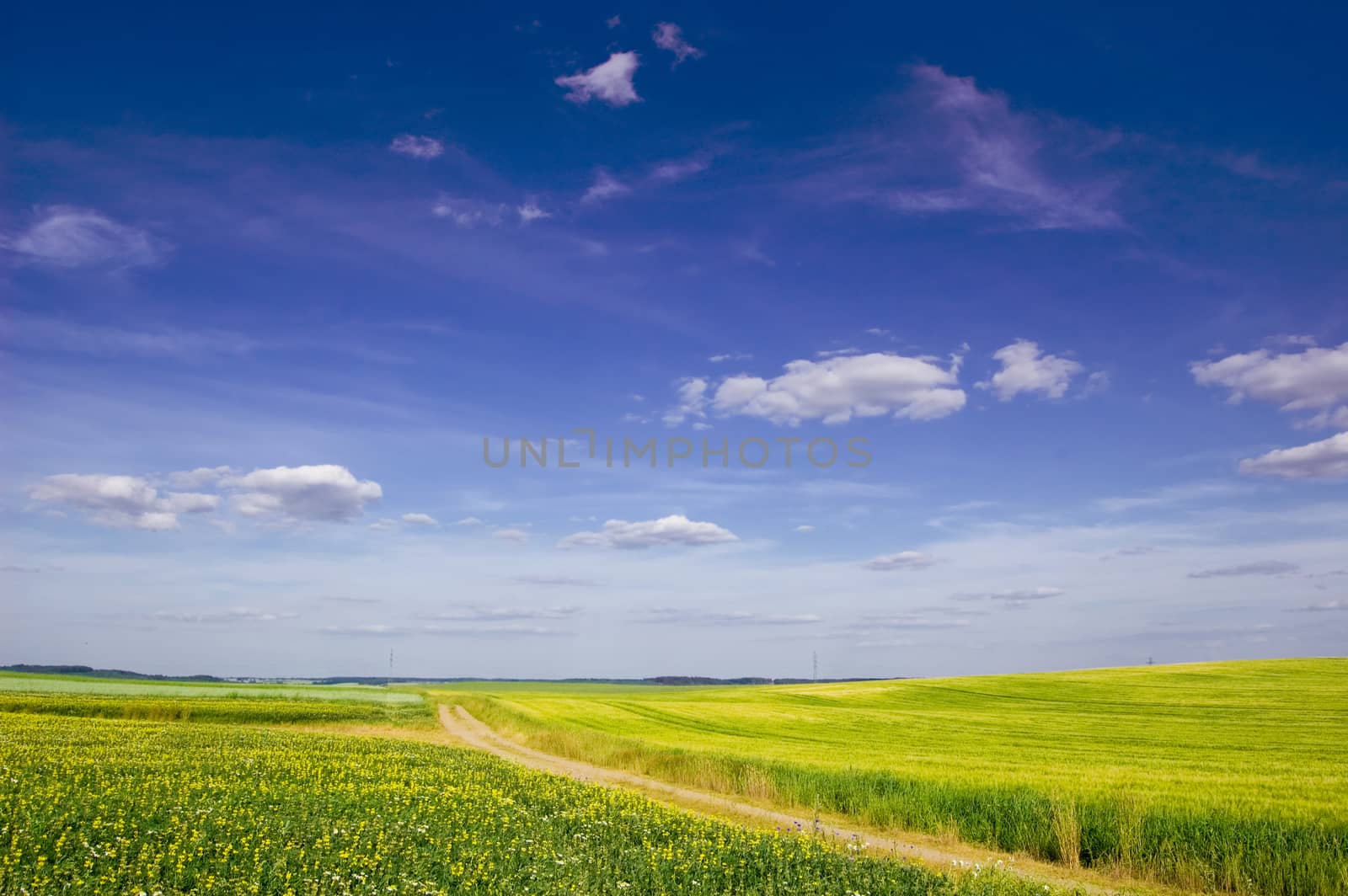 Green field and blue sky. Picture of green field and sky in summer.