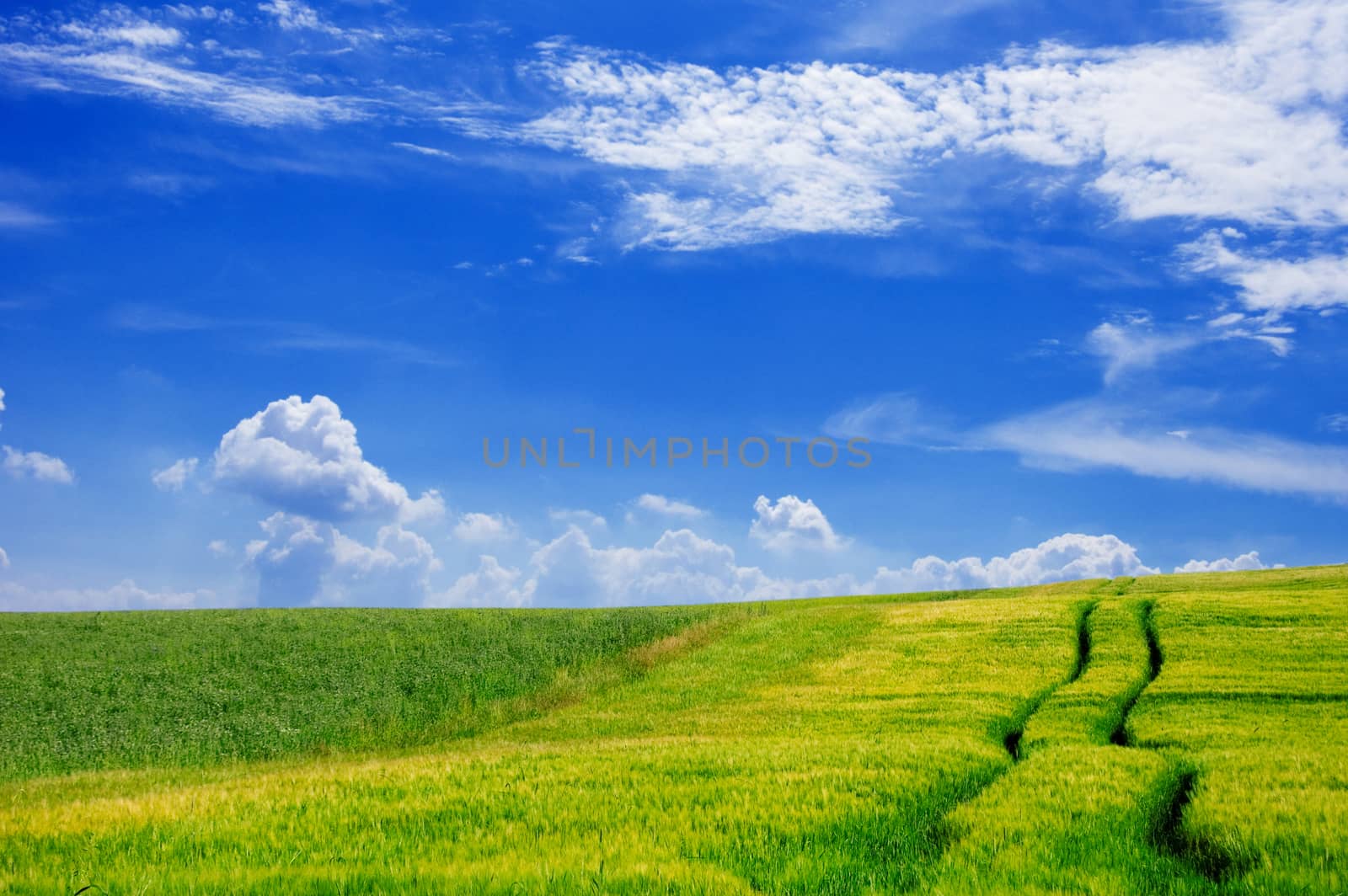 Green field and blue sky. Picture of green field and sky in summer.