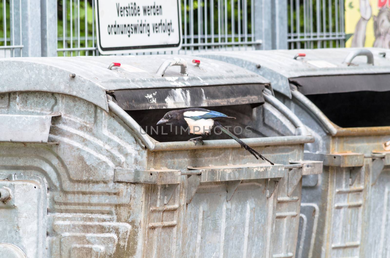 A Thieving Magpie on a garbage can. Steal wastes for nest building from the dumpsters.