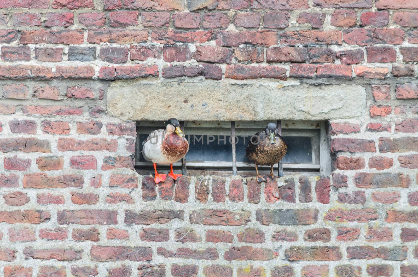 Two ducks on a projecting wall on a basement window.