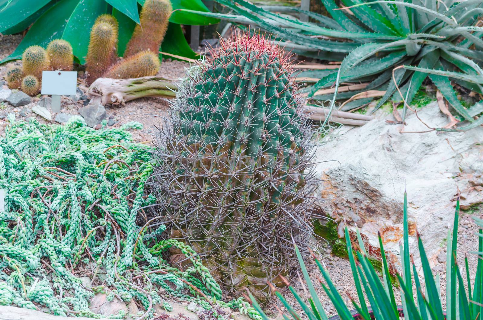 Cactus garden in the sun with various those cacti.