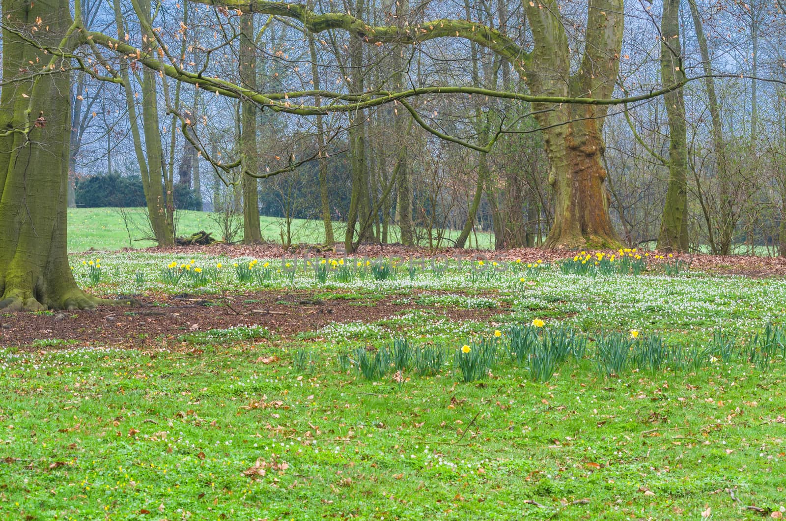 Magically acting forest clearing with a green meadow and wild yellow flowers.