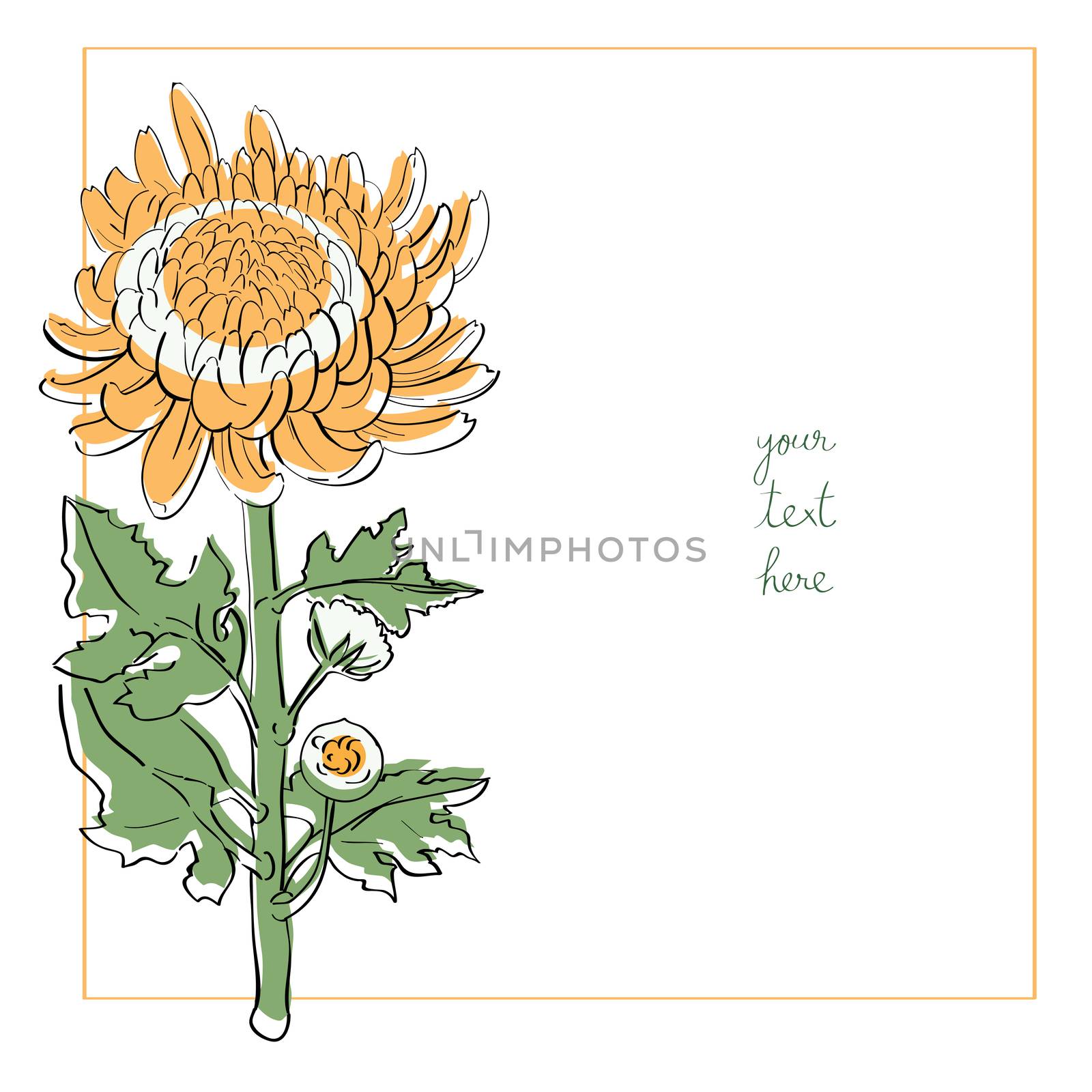 Chrysanthemum minimal card illustration, one element composition with simple frame over white