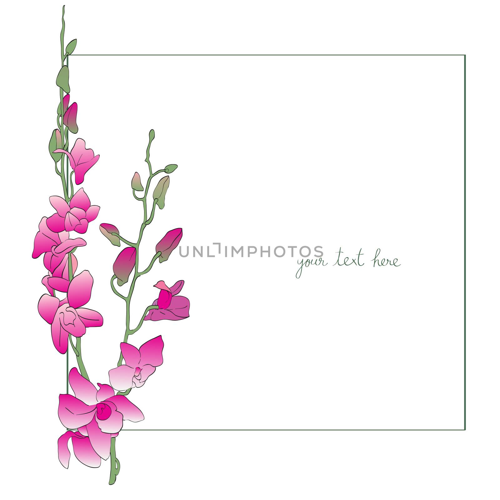 Long orchids card illustration, one element composition with simple frame over white