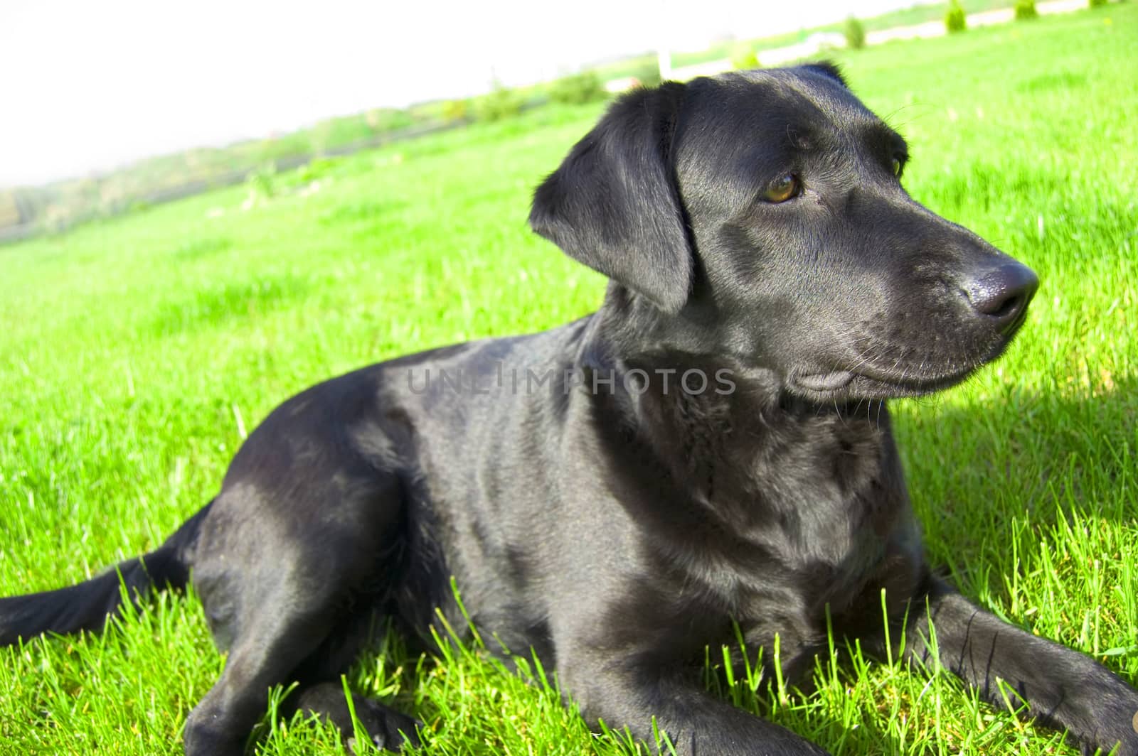 Black labrador conceptual image. Labrador lies on the green grass.