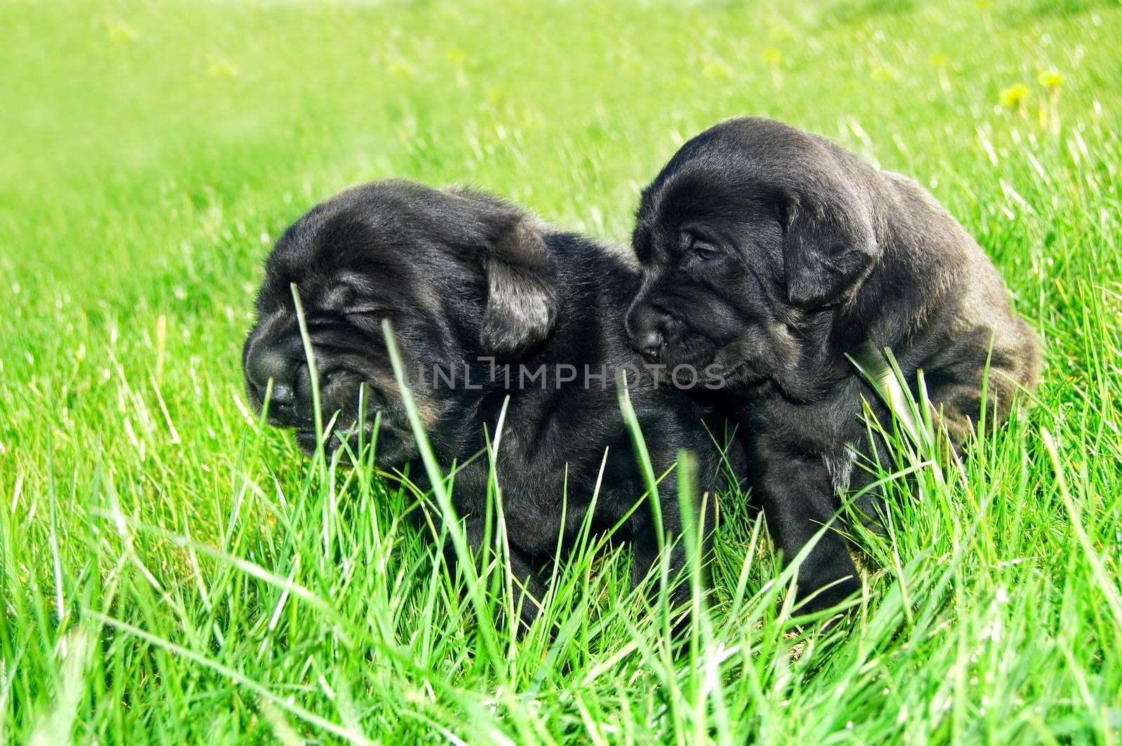 Animals. Cute puppies sitting in the green grass.