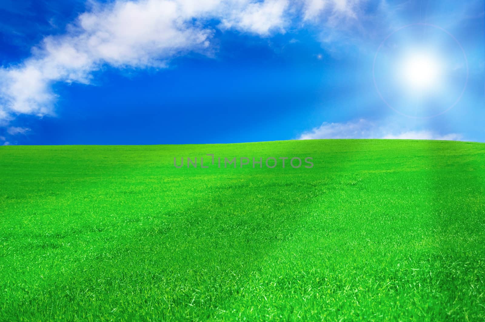 Summer landscape. Bright sun over green field at summer.