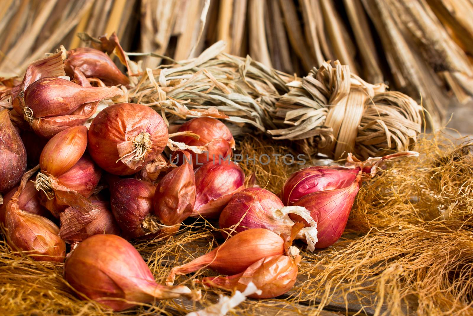 Red onion tuft in still life style