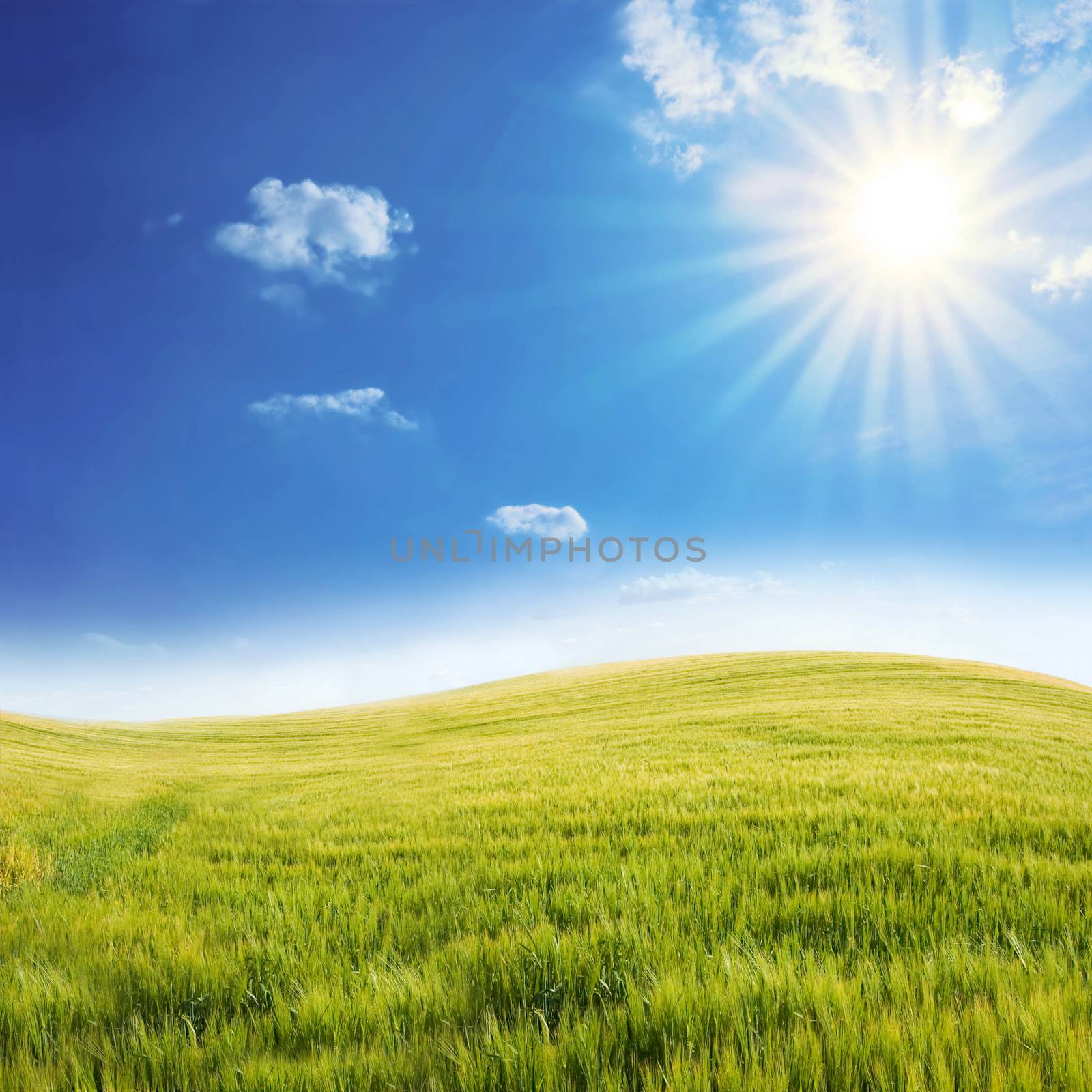 Rural landscape. Bright sun over the green field at summer.