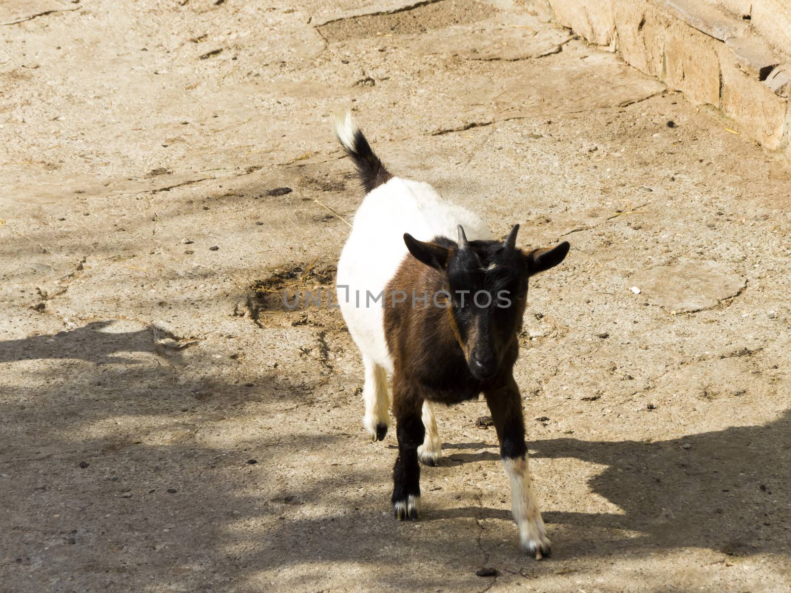 Small cattle by selezenj