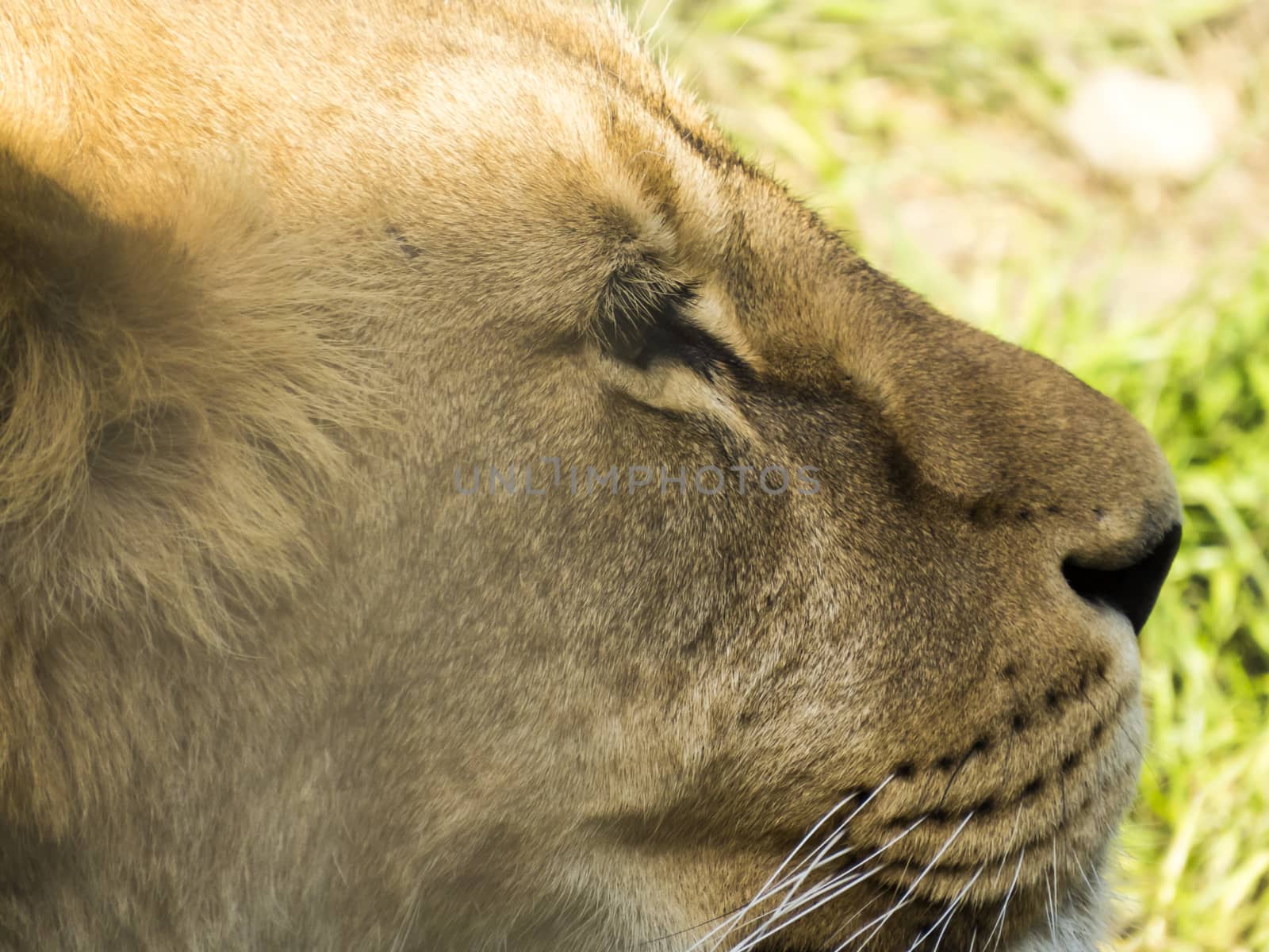 The adult lion waits the production to eat