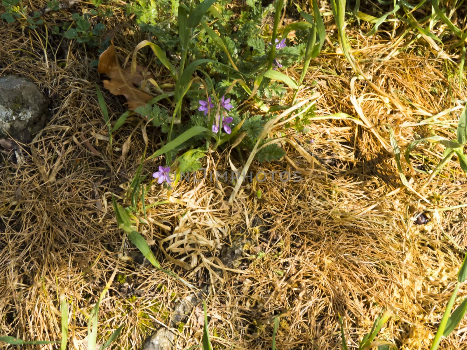 Spring flowers blossom on pleasure to people in the spring