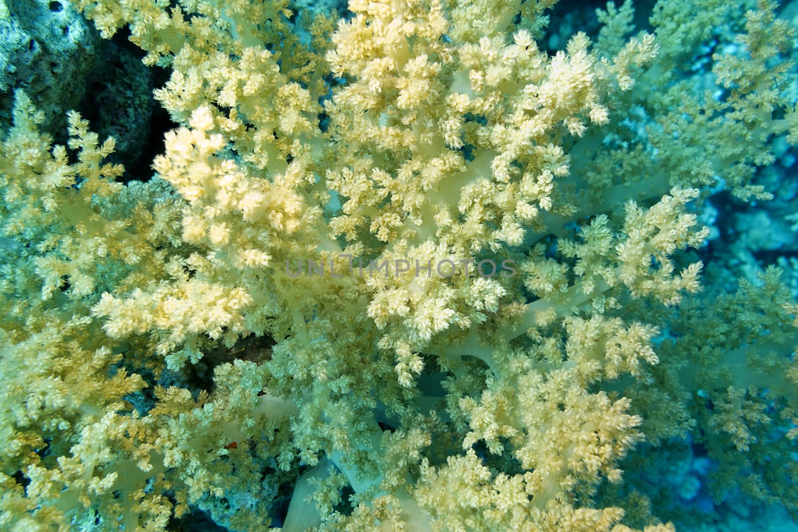 broccoli coral at the bottom of tropical sea, close up