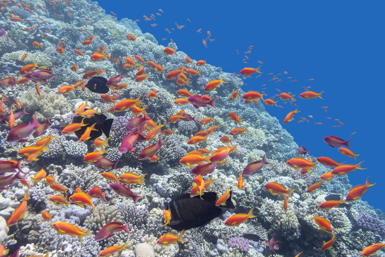 colorful coral reef with orange fishes Anthias in tropical sea, underwater
