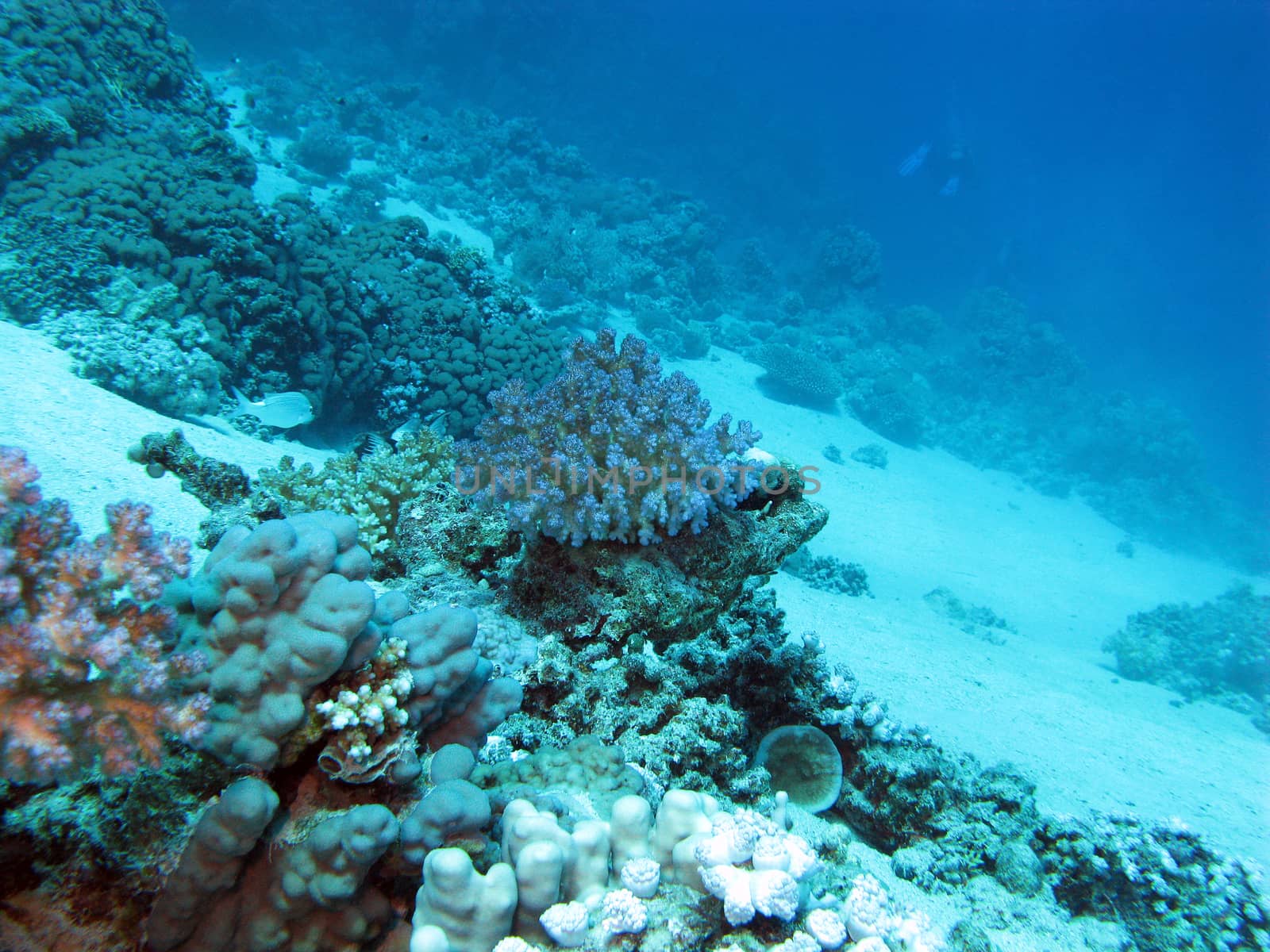bottom of tropical sea with coral reef on great depth on blue water background