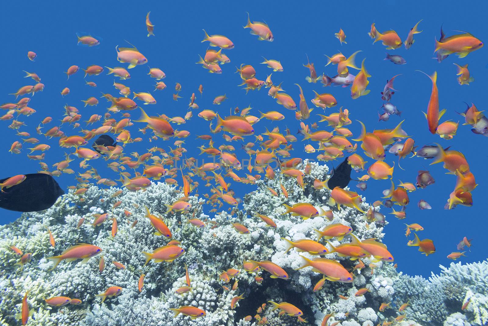 coral reef with shoal of fishes Anthias in tropical sea, underwater by mychadre77