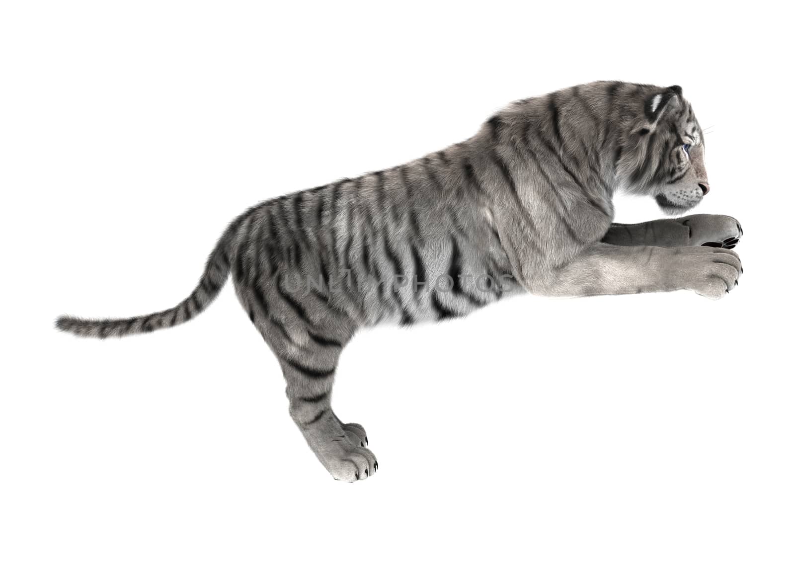 3D digital render of a white tiger isolated on white background