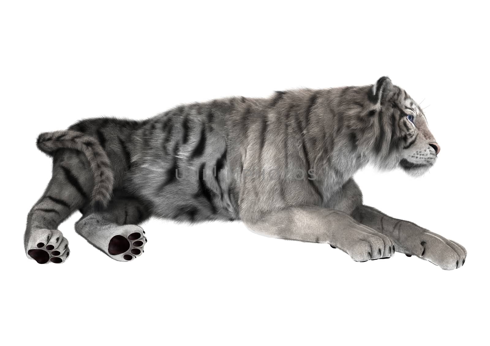 3D digital render of a white tiger resting isolated on white background