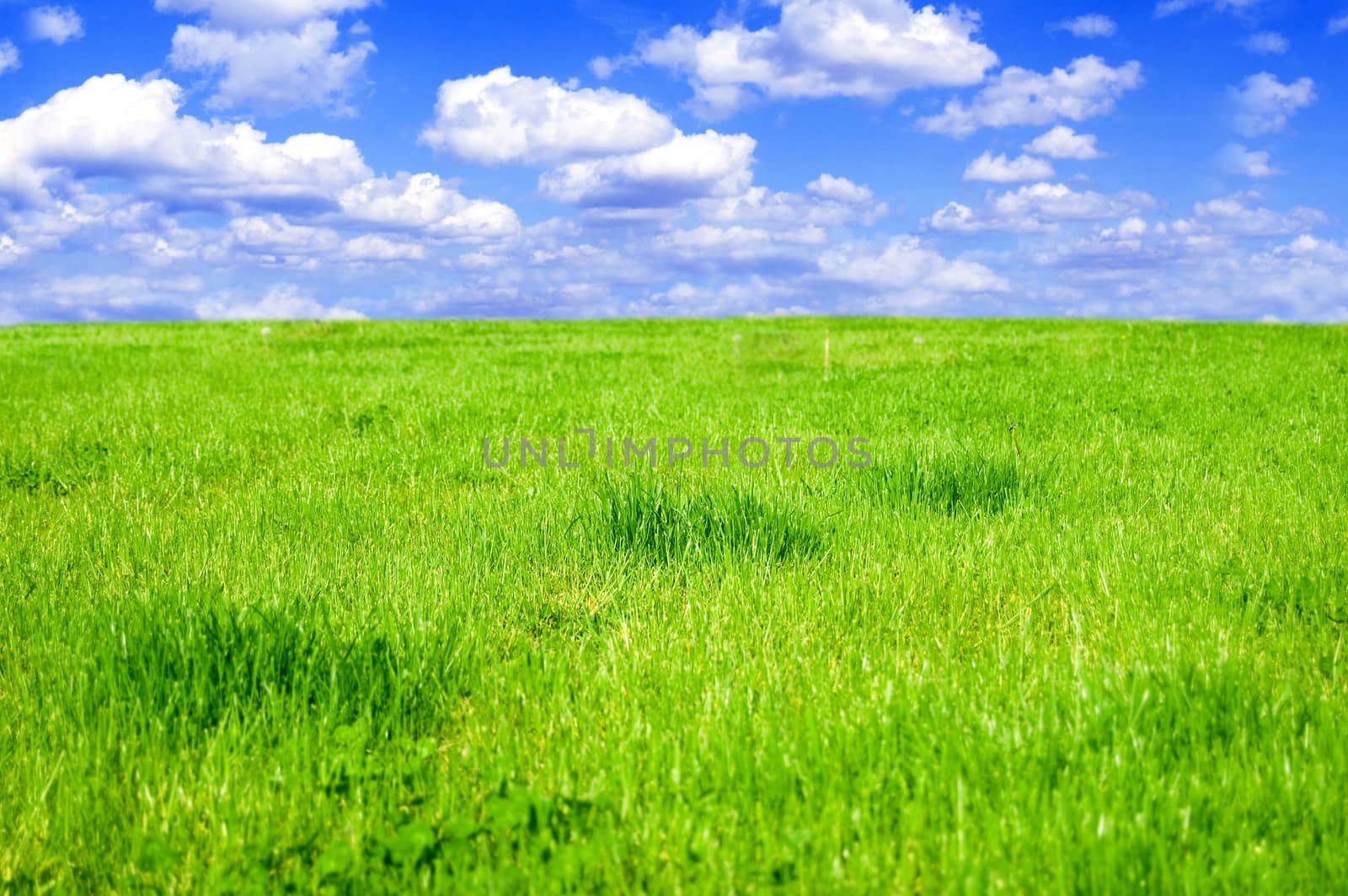 Grassy field conceptual image. Grassy field in summer.