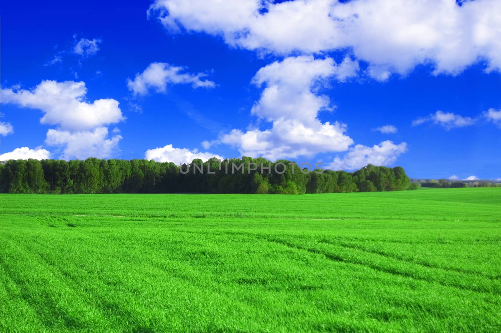 Field and forest conceptual image. Picture of green field and forest with blue sky in summer.