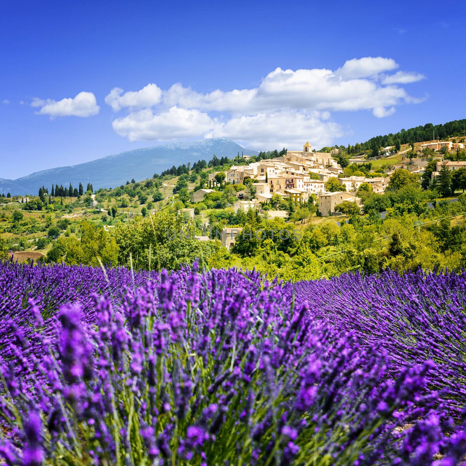 Lavender field and village, France. by ventdusud