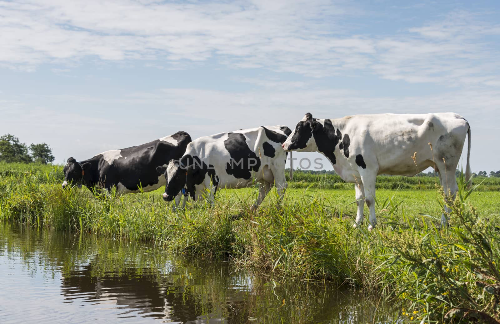 three cows drinking water in the small river in nature area in holland