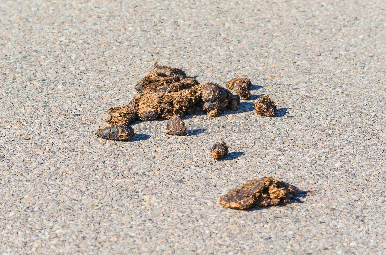 Big horse droppings on an asphalt road