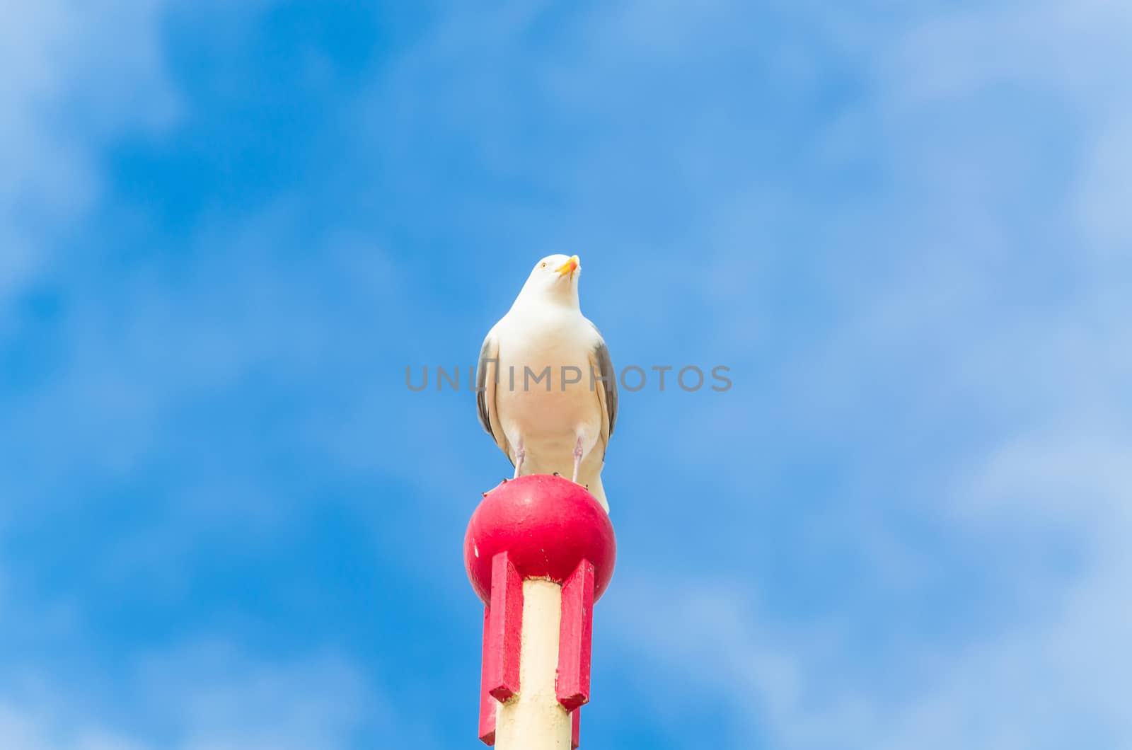 Big seagull sitting on a wooden post.