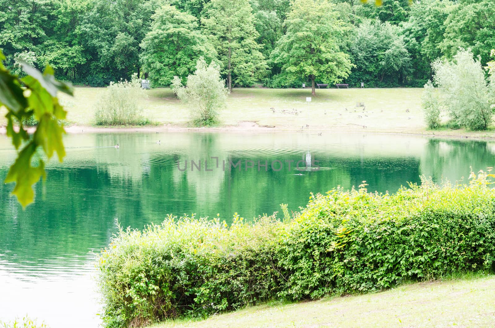 Sunny day on a calm lake in the summer with green water.