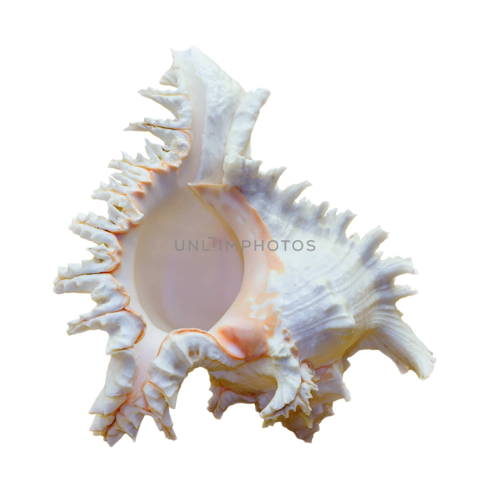 Shell of Chicoreus Ramosus, Ramose Murex or Branched Murex, is a species of predatory sea snail, marine gastropod mollusk in the family Muricidae isolated on white background with clipping paths